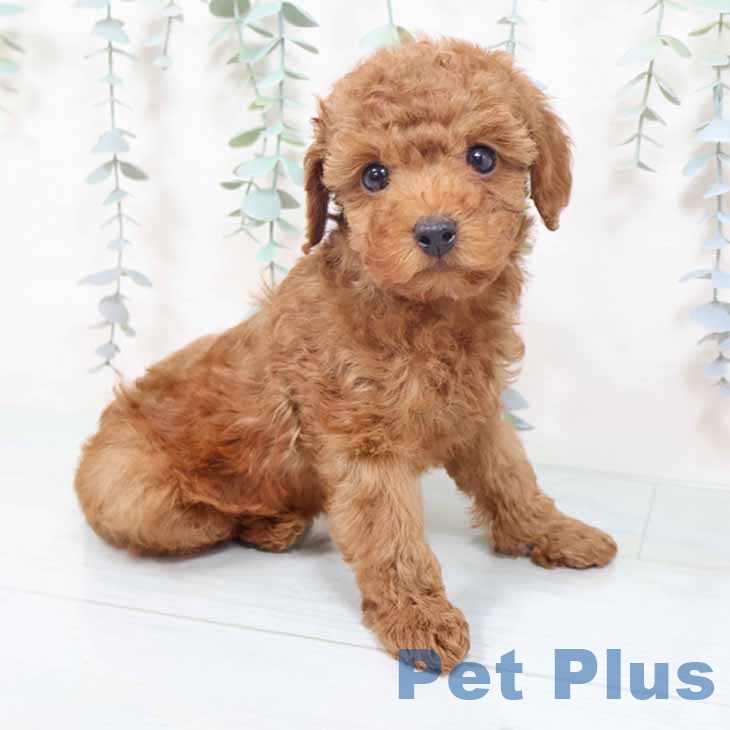 トイ・プードルの写真2