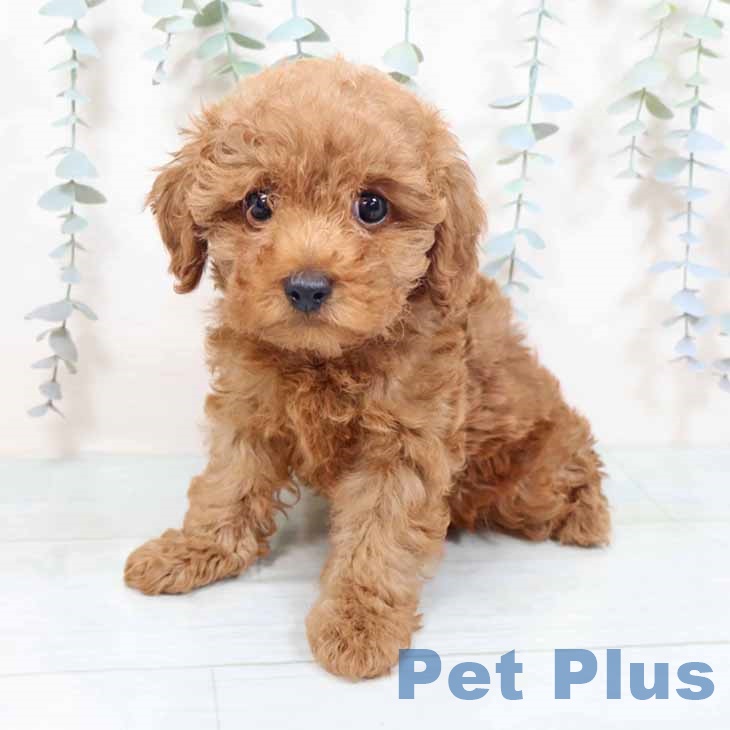 大阪府のトイプードル(トイ) (ペットプラス 堺鉄砲町店/2025年10月19日生まれ/女の子/レッド)の子犬の1枚目の画像