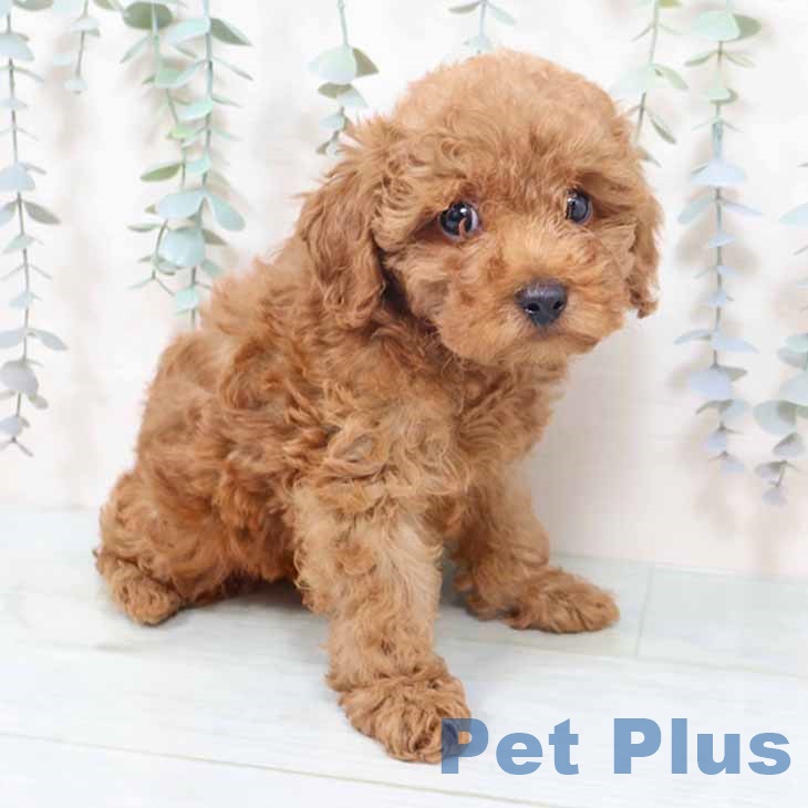 大阪府のトイプードル(トイ) (ペットプラス 堺鉄砲町店/2025年10月19日生まれ/女の子/レッド)の子犬の2枚目の画像