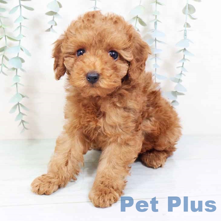 大阪府のトイプードル(トイ) (ペットプラス 堺北花田店/2025年10月19日生まれ/女の子/レッド)の子犬の2枚目の画像