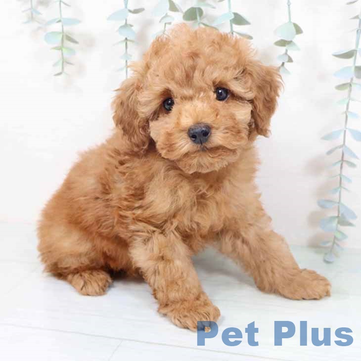 大阪府のトイプードル(トイ) (ペットプラス りんくう泉南店/2025年10月19日生まれ/男の子/レッド)の子犬の1枚目の画像