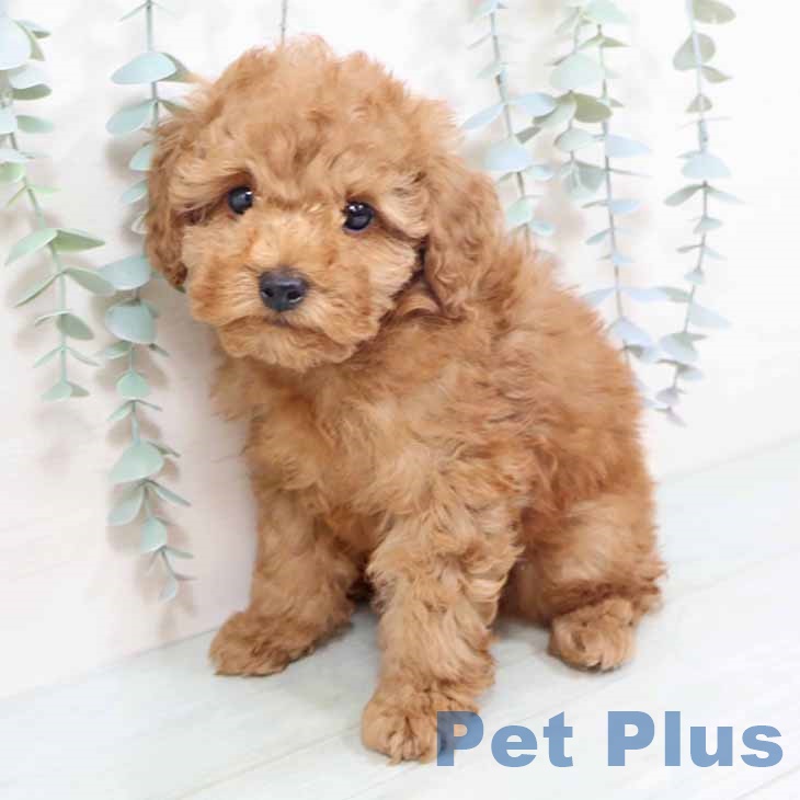 大阪府のトイプードル(トイ) (ペットプラス りんくう泉南店/2025年10月19日生まれ/男の子/レッド)の子犬の2枚目の画像