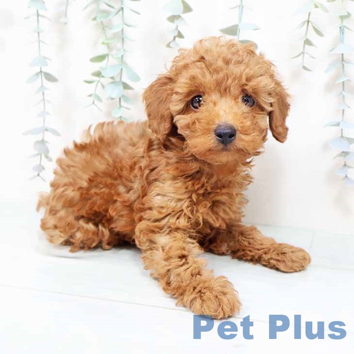 大阪府のトイプードル(トイ) (ペットプラス 堺鉄砲町店/2025年10月19日生まれ/男の子/レッド)の子犬の2枚目の画像