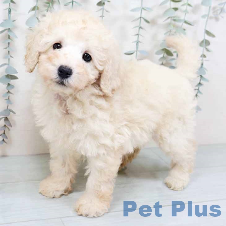 京都府のトイプードル(トイ) (ペットプラス 久御山店/2025年10月16日生まれ/女の子/クリーム)の子犬の1枚目の画像