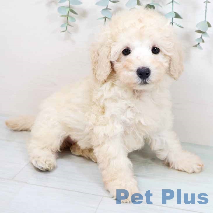 京都府のトイプードル(トイ) (ペットプラス 久御山店/2025年10月16日生まれ/女の子/クリーム)の子犬の2枚目の画像