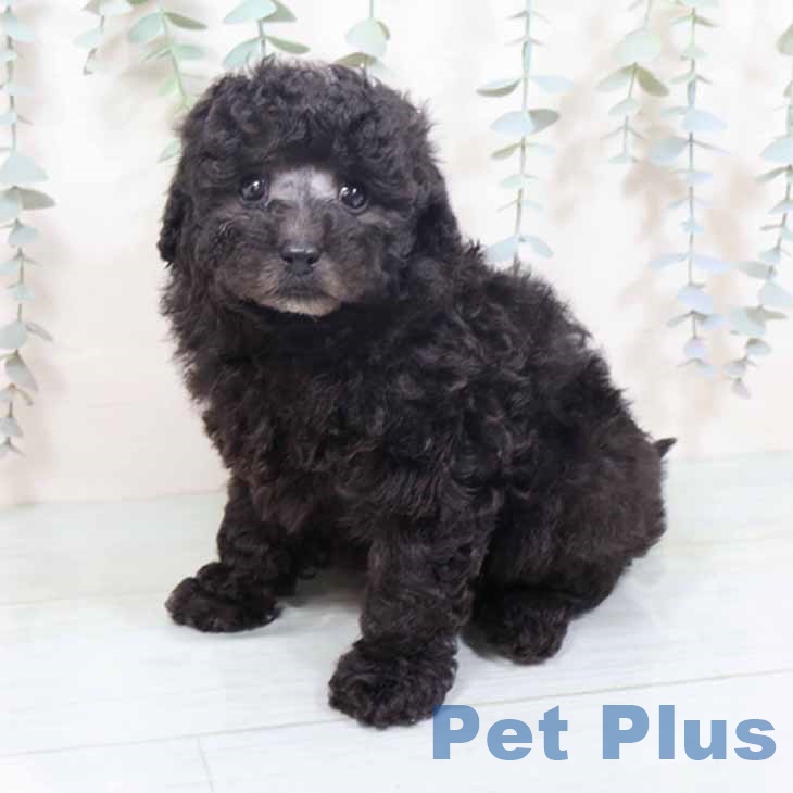 大阪府のトイプードル(トイ) (ペットプラス 鶴見店/2025年10月19日生まれ/女の子/シルバー)の子犬の1枚目の画像