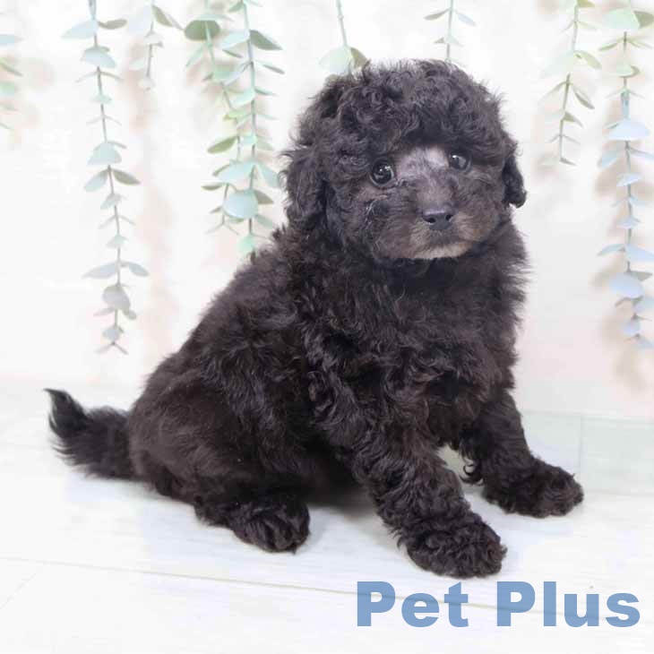 大阪府のトイプードル(トイ) (ペットプラス 鶴見店/2025年10月19日生まれ/女の子/シルバー)の子犬の2枚目の画像