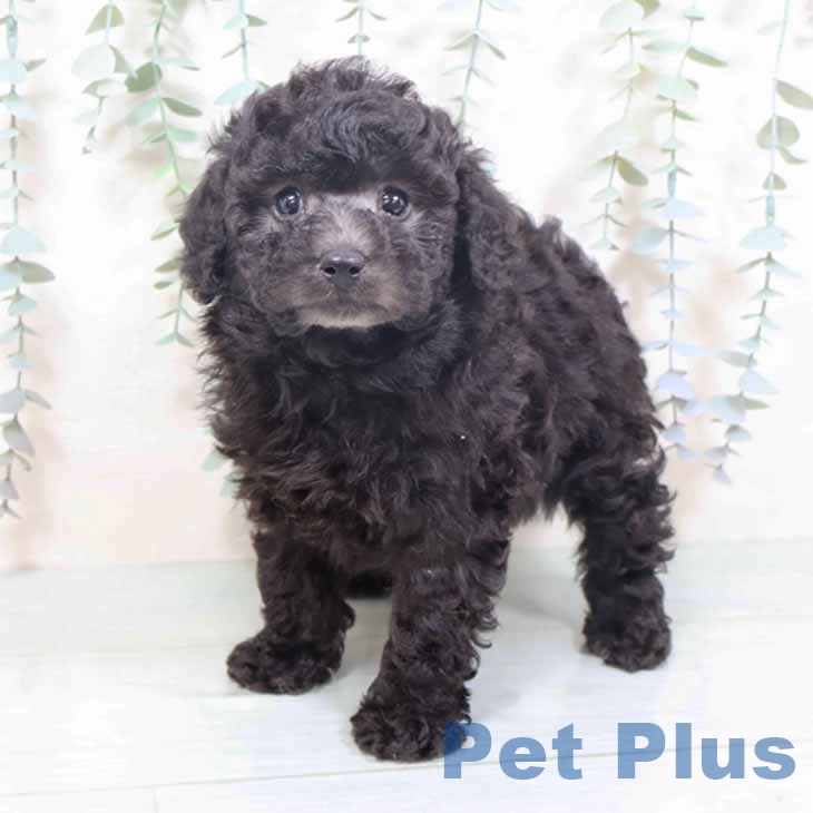 大阪府のトイプードル(トイ) (ペットプラス 四條畷店/2025年10月19日生まれ/女の子/シルバー)の子犬の1枚目の画像