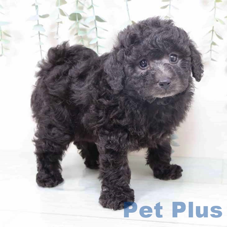 大阪府のトイプードル(トイ) (ペットプラス 四條畷店/2025年10月19日生まれ/女の子/シルバー)の子犬の2枚目の画像