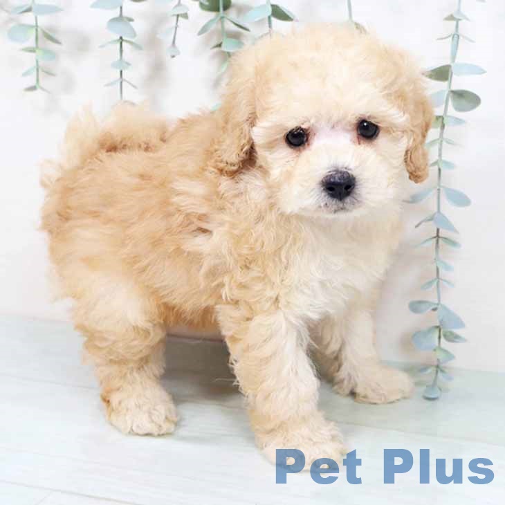 兵庫県のトイプードル(トイ) (ペットプラス 神戸三宮店/2025年10月20日生まれ/男の子/クリーム)の子犬の1枚目の画像