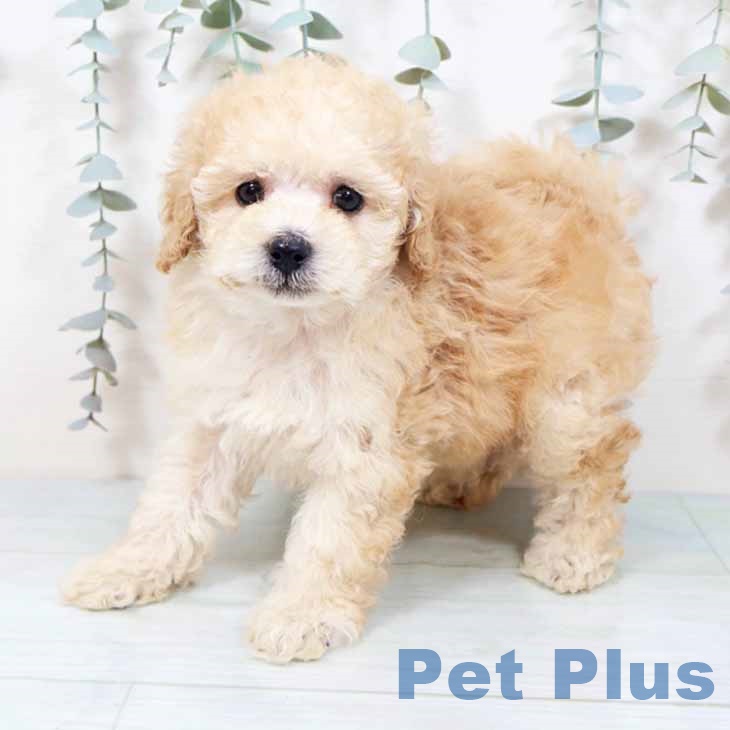 兵庫県のトイプードル(トイ) (ペットプラス 神戸三宮店/2025年10月20日生まれ/男の子/クリーム)の子犬の2枚目の画像
