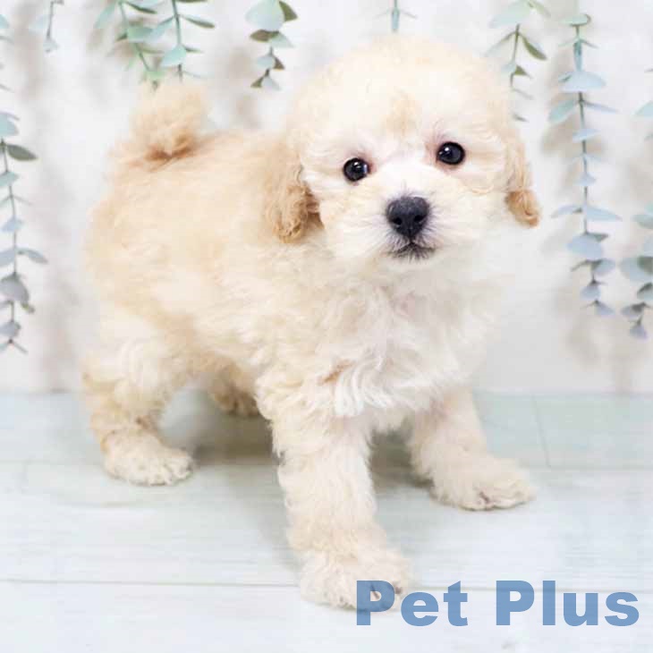 大阪府のトイプードル(トイ) (ペットプラス 四條畷店/2025年10月20日生まれ/男の子/クリーム)の子犬の1枚目の画像