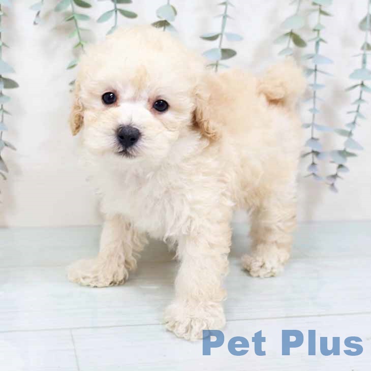 大阪府のトイプードル(トイ) (ペットプラス 四條畷店/2025年10月20日生まれ/男の子/クリーム)の子犬の2枚目の画像