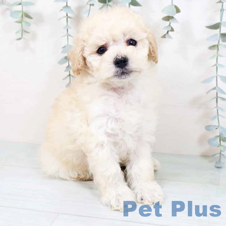 トイ・プードル