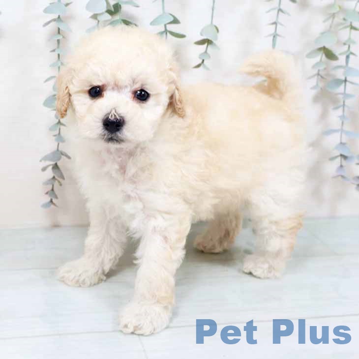 トイ・プードルの写真2