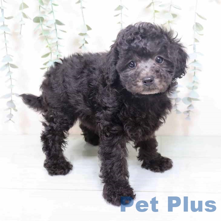 京都府のトイプードル(トイ) (ペットプラス 京都桂川店/2025年10月20日生まれ/女の子/シルバー)の子犬の1枚目の画像