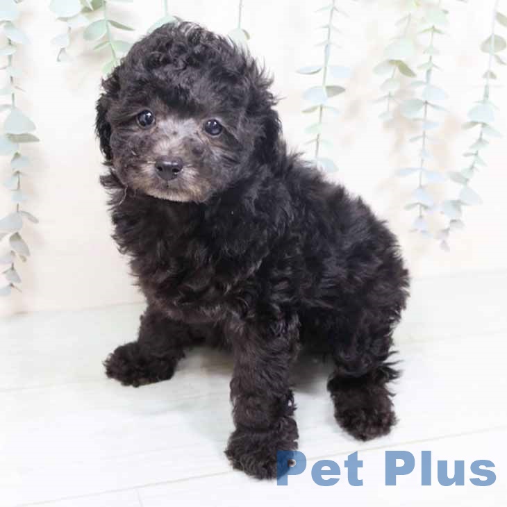 京都府のトイプードル(トイ) (ペットプラス 京都桂川店/2025年10月20日生まれ/女の子/シルバー)の子犬の2枚目の画像