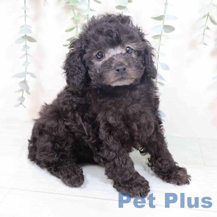 大阪府のトイプードル(トイ) (ペットプラス 堺北花田店/2025年10月20日生まれ/男の子/シルバー)の子犬の1枚目の画像