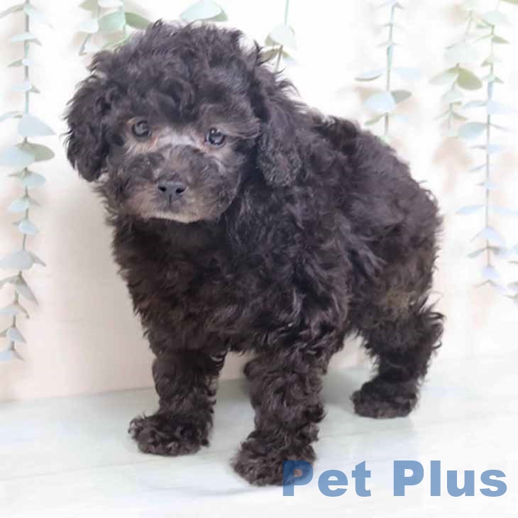 大阪府のトイプードル(トイ) (ペットプラス 堺北花田店/2025年10月20日生まれ/男の子/シルバー)の子犬の2枚目の画像