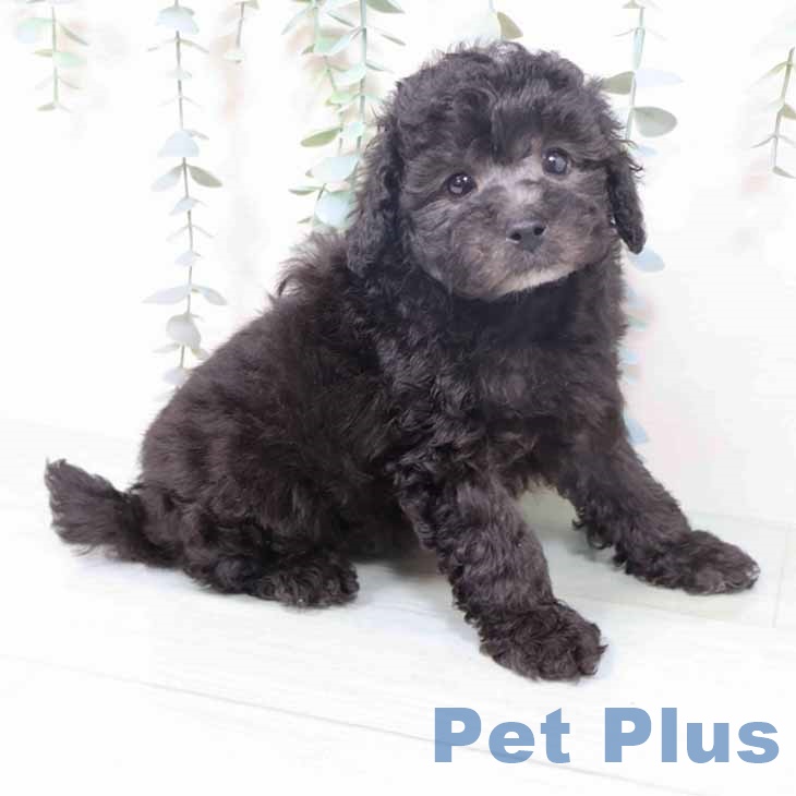 奈良県のトイプードル(トイ) (ペットプラス 大和郡山店/2025年10月20日生まれ/男の子/シルバー)の子犬の1枚目の画像