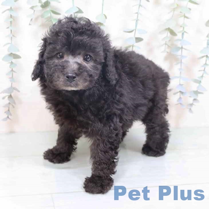 奈良県のトイプードル(トイ) (ペットプラス 大和郡山店/2025年10月20日生まれ/男の子/シルバー)の子犬の2枚目の画像