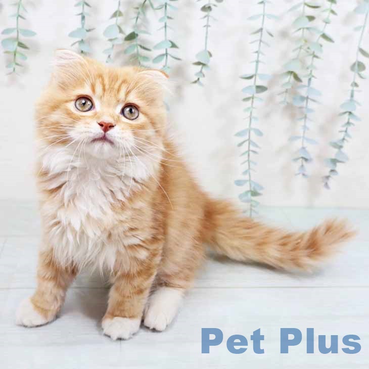 大阪府のスコティッシュフォールド (ペットプラス ららぽーと和泉店/2025年10月4日生まれ/男の子/レッドタビーホワイト)の子猫の1枚目の画像