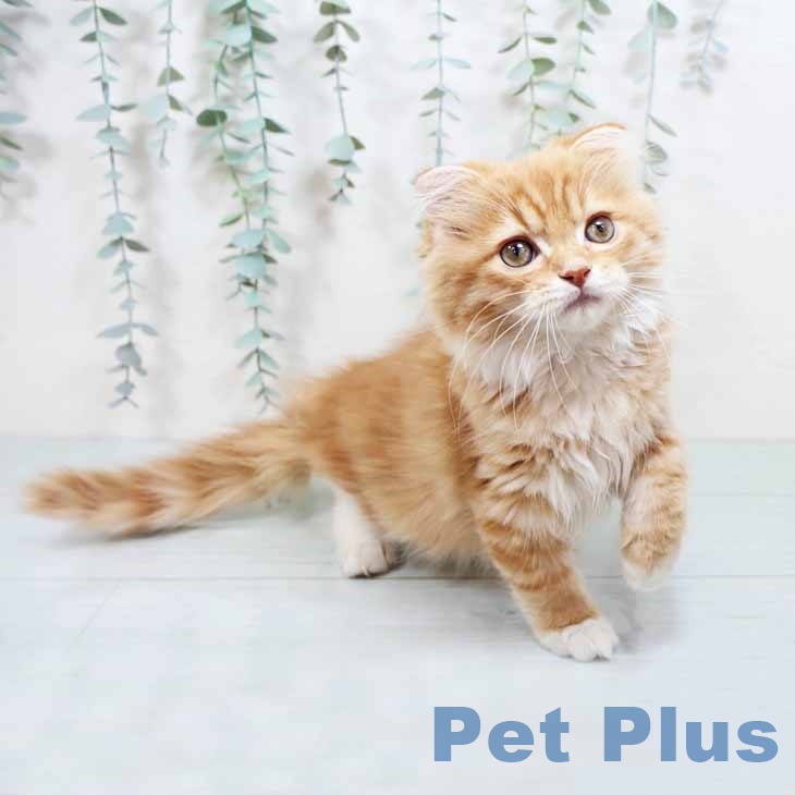 大阪府のスコティッシュフォールド (ペットプラス ららぽーと和泉店/2025年10月4日生まれ/男の子/レッドタビーホワイト)の子猫の2枚目の画像