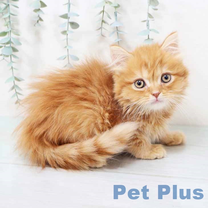 京都府のスコティッシュフォールド (ペットプラス イオンモールKYOTO店/2025年10月16日生まれ/男の子/レッドタビー)の子猫の1枚目の画像