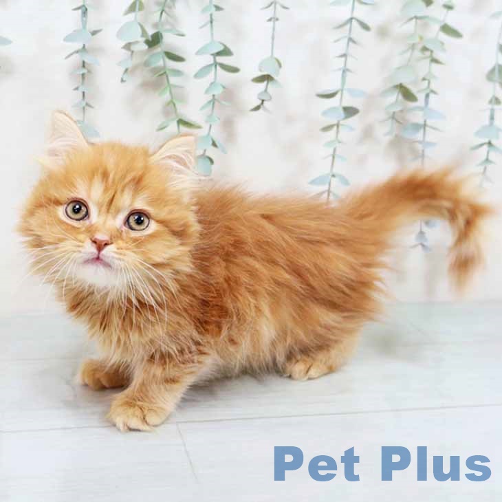 京都府のスコティッシュフォールド (ペットプラス イオンモールKYOTO店/2025年10月16日生まれ/男の子/レッドタビー)の子猫の2枚目の画像