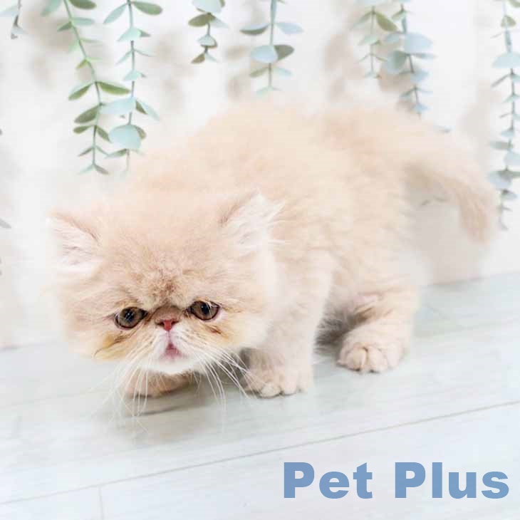 エキゾチックの写真2