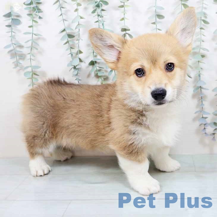 兵庫県のウェルシュコーギーペンブローク (ペットプラス 神戸三宮店/2025年10月16日生まれ/女の子/レッドホワイト)の子犬の1枚目の画像
