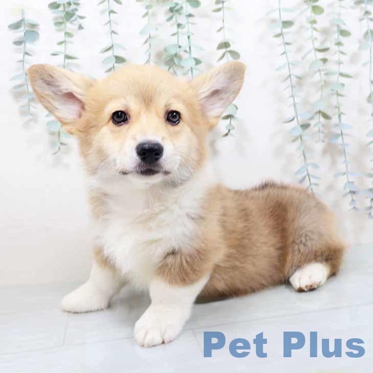 兵庫県のウェルシュコーギーペンブローク (ペットプラス 神戸三宮店/2025年10月16日生まれ/女の子/レッドホワイト)の子犬の2枚目の画像