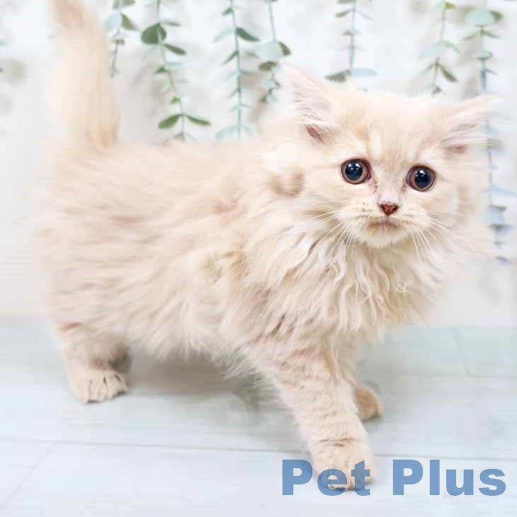 京都府のラガマフィン (ペットプラス イオンモールKYOTO店/2025年9月20日生まれ/女の子/クリームタビー)の子猫の1枚目の画像