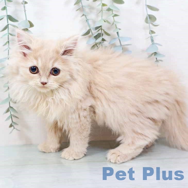 京都府のラガマフィン (ペットプラス イオンモールKYOTO店/2025年9月20日生まれ/女の子/クリームタビー)の子猫の2枚目の画像