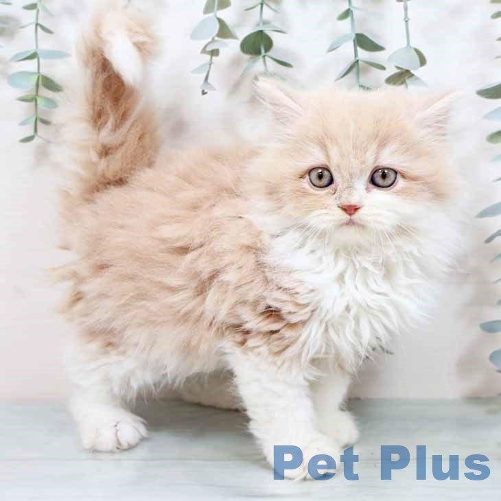 スコティッシュフォールド