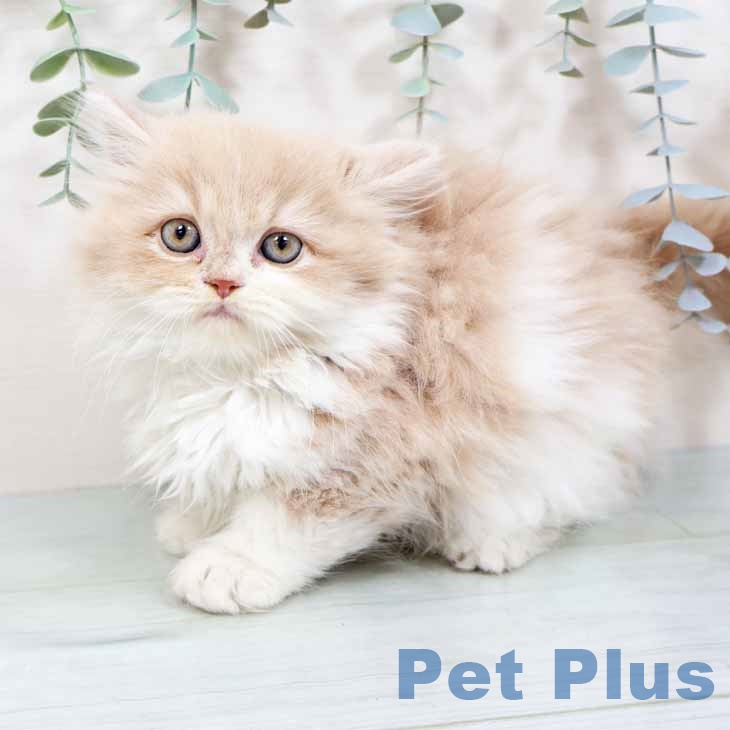 スコティッシュフォールドの写真2