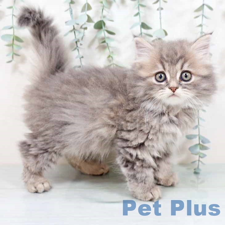 京都府のスコティッシュフォールド (ペットプラス 久御山店/2025年10月5日生まれ/男の子/ブルータビー)の子猫の1枚目の画像