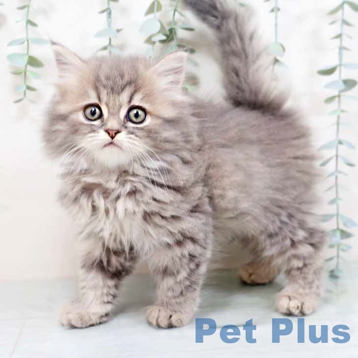 京都府のスコティッシュフォールド (ペットプラス 久御山店/2025年10月5日生まれ/男の子/ブルータビー)の子猫の2枚目の画像