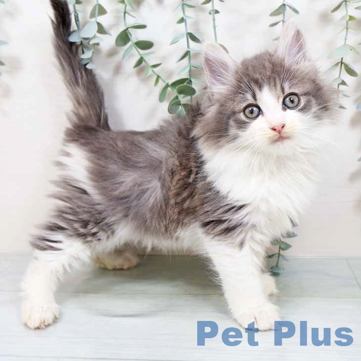 大阪府のノルウェージャンフォレストキャット (ペットプラス 大阪ドームシティ店/2025年10月20日生まれ/男の子/ブルータビーホワイト)の子猫の1枚目の画像
