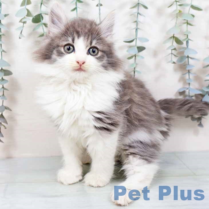 大阪府のノルウェージャンフォレストキャット (ペットプラス 大阪ドームシティ店/2025年10月20日生まれ/男の子/ブルータビーホワイト)の子猫の2枚目の画像