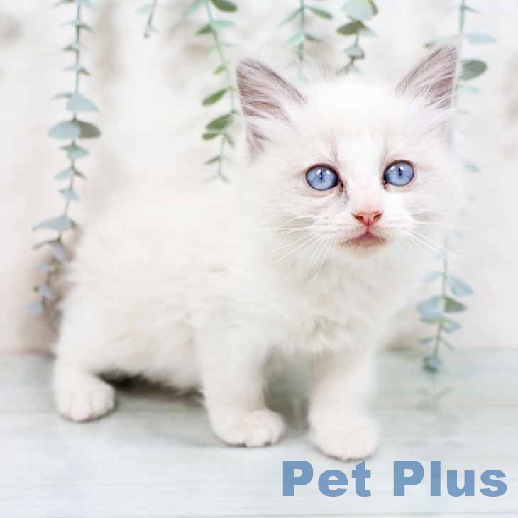 京都府のラグドール (ペットプラス 京都桂川店/2025年10月20日生まれ/女の子/ブルーポイントバイカラー)の子猫の1枚目の画像
