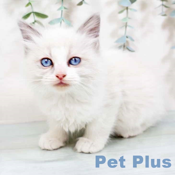 京都府のラグドール (ペットプラス 京都桂川店/2025年10月20日生まれ/女の子/ブルーポイントバイカラー)の子猫の2枚目の画像