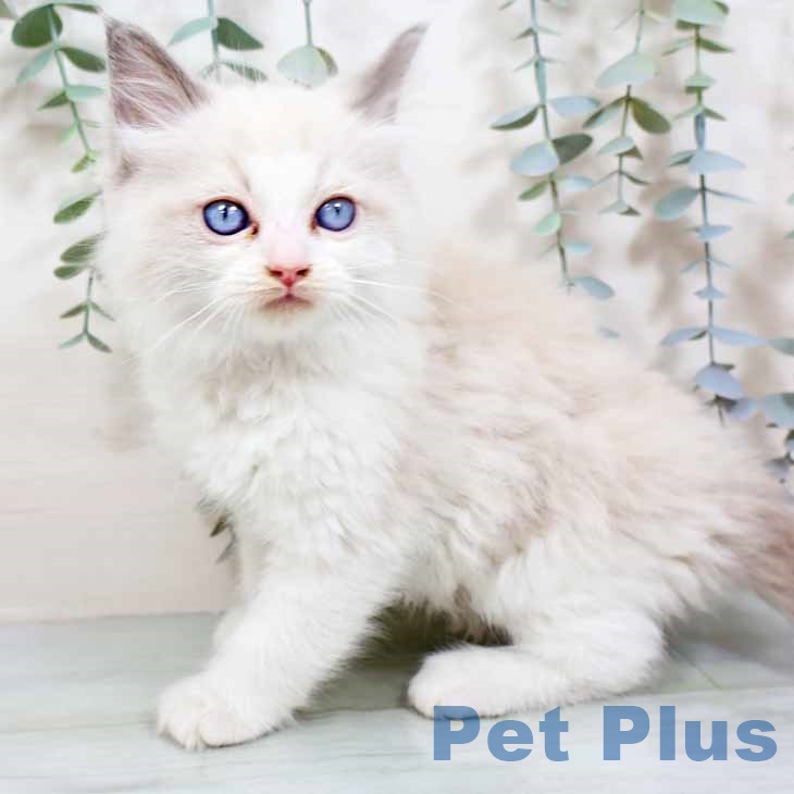 大阪府のラグドール (ペットプラス ららぽーと和泉店/2025年10月20日生まれ/男の子/ブルーポイントバイカラー)の子猫の1枚目の画像