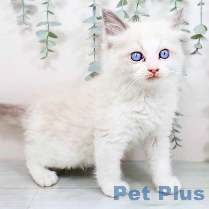 大阪府のラグドール (ペットプラス ららぽーと和泉店/2025年10月20日生まれ/男の子/ブルーポイントバイカラー)の子猫の2枚目の画像