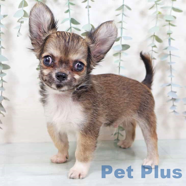 新潟県のチワワ(ロング) (ペットプラス 新潟南店/2025年10月14日生まれ/男の子/レッドホワイト)の子犬