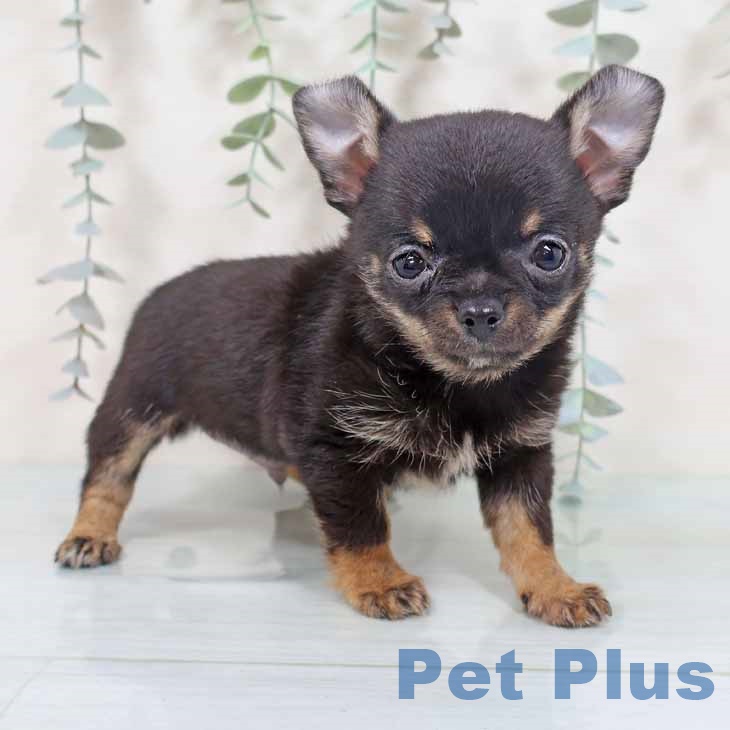 新潟県のチワワ(ロング) (ペットプラス 新潟南店/2025年10月15日生まれ/男の子/ブラックタン)の子犬の1枚目の画像