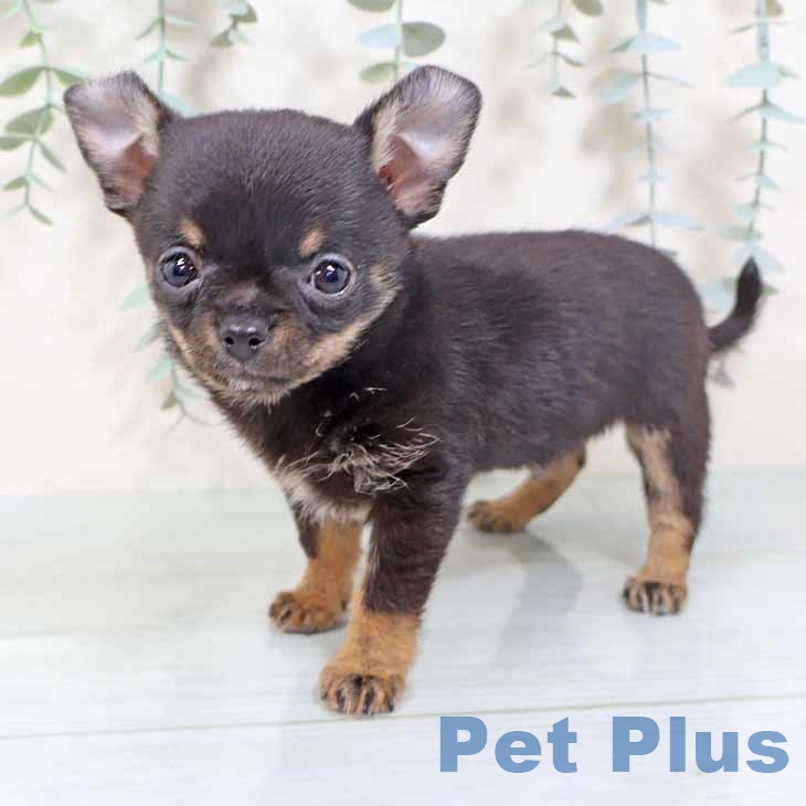 新潟県のチワワ(ロング) (ペットプラス 新潟南店/2025年10月15日生まれ/男の子/ブラックタン)の子犬の2枚目の画像