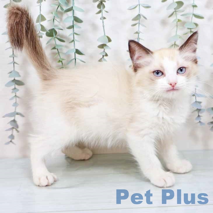 京都府のラグドール (ペットプラス 久御山店/2025年10月7日生まれ/女の子/シールポイントバイカラー)の子猫の1枚目の画像