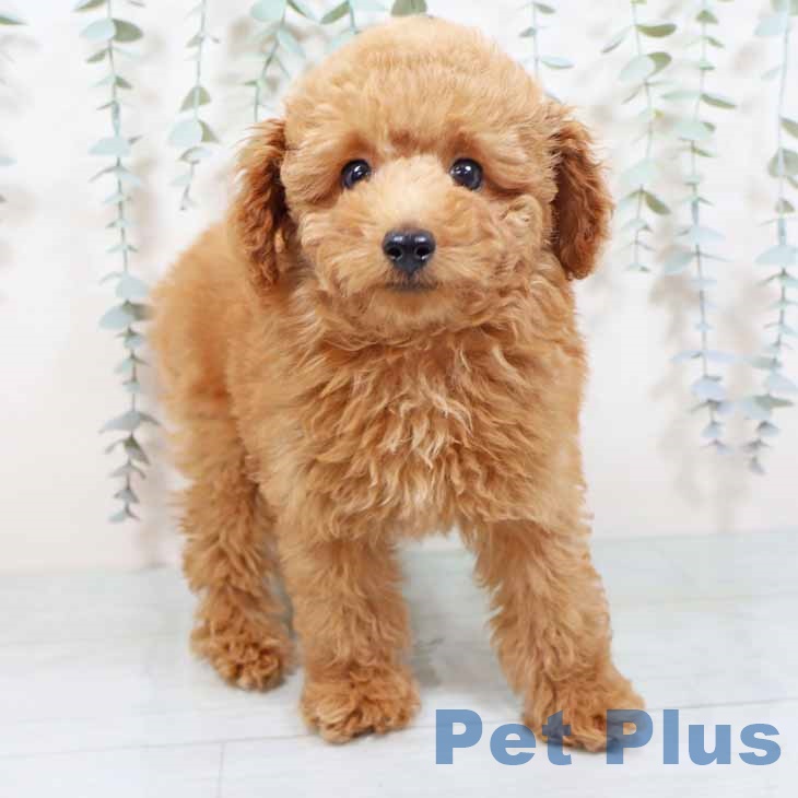 大阪府のトイプードル(トイ) (ペットプラス 堺北花田店/2025年10月14日生まれ/男の子/レッドフォーン)の子犬の2枚目の画像