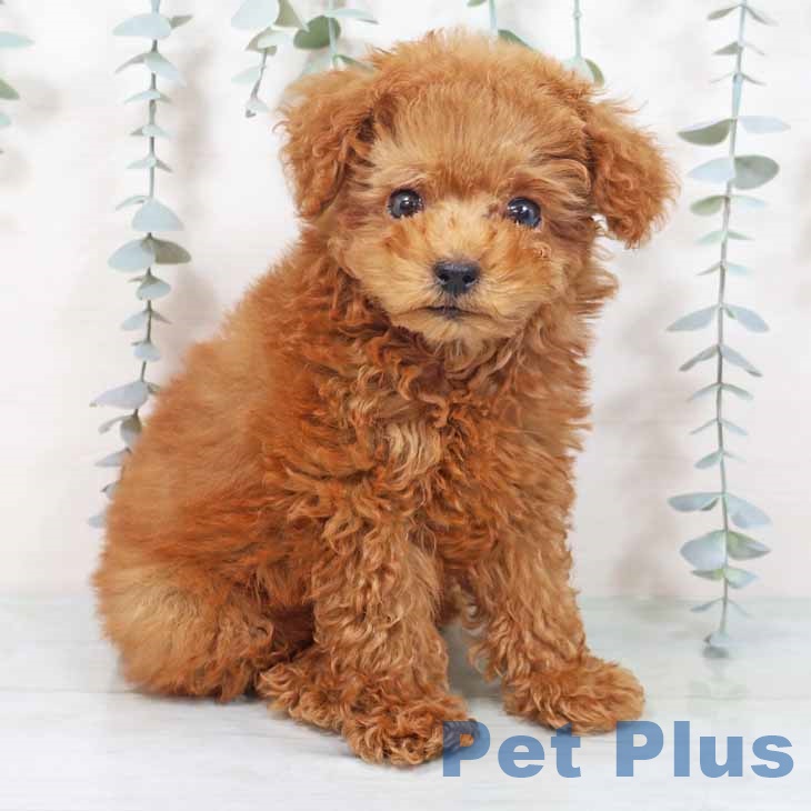 大阪府のトイプードル(トイ) (ペットプラス ららぽーと和泉店/2025年10月12日生まれ/男の子/レッドフォーン)の子犬の1枚目の画像